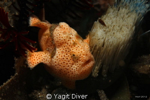tooth ache by Yagit Diver 